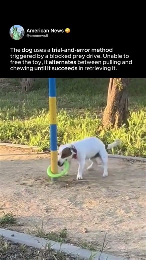 DOG SOLVES BARRIER WITH FORCE