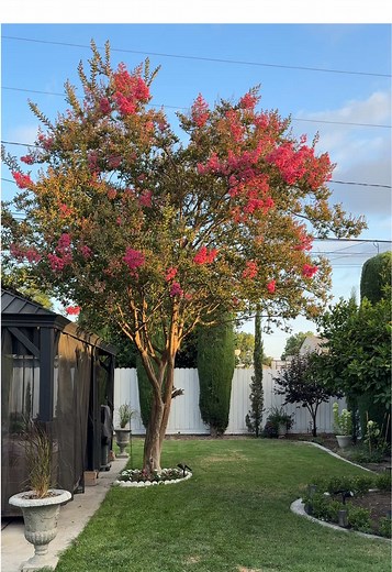 Crape Myrtle Blooms: Embrace Summer in Your Garden