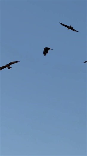 Eagles Dive at 200mph And It's Absolutely Unhinged 🦅