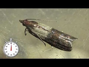 Indian Mealmoth: Beautiful pest - Life cycle - Plodia interpunctella - One-minute lifecycle