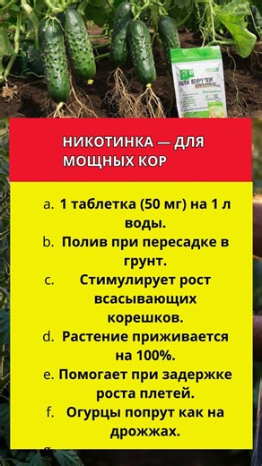 НИКОТИНКА — ДЛЯ МОЩНЫХ КОРНЕЙ!