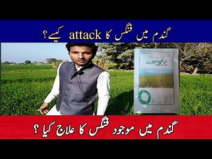 How fungus effect the wheat| wheat leaf rust | fungus |wheat leaf rust treatment