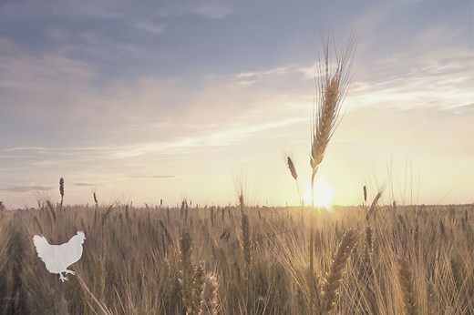 What Is The Difference Between Wheat And Barley? — Farm & Animals