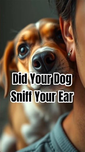 The Real Reason Your Dog Sniffs Your Ears: Scent Mapping! 🐾✨