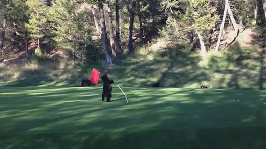 'Dancing' Bear Invades Golf Course, Puts on Adorable Show