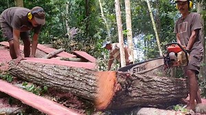 Turning Rough Timber into Beautiful Wooden Boards