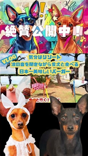 決定的瞬間！初めての側溝をジャンプ回避 #ミニチュアピンシャー #おでかけvlog #ミニピン #miniaturepinscher #犬のいる暮らし #犬のいる生活 #多頭飼い