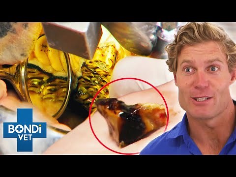 Top 5 Extreme Teeth Extractions 😲🦷 Bondi Vet Compilation | Bondi Vet