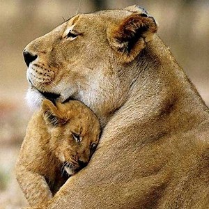 Animaux vivipares : concept, caractéristiques, exemples et plus ▷➡️ Postposmo