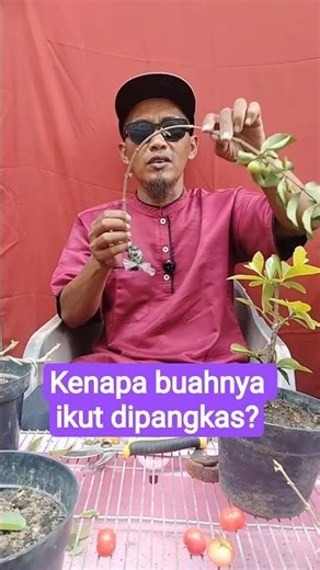 Highlight live #cangkok #tanaman #buah #bonsai