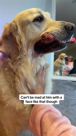 Office Life with Peanut: The Typical Golden Retriever Problems