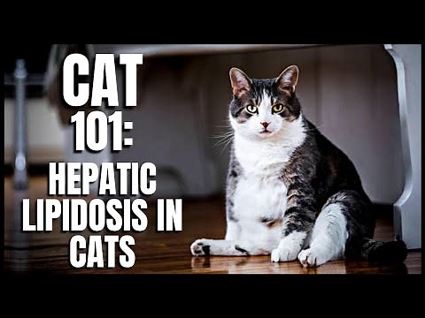 Cat 101: Hepatic Lipidosis in Cats
