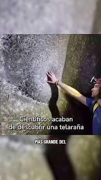 The world's largest spiderweb #spider #web #arachnophobia