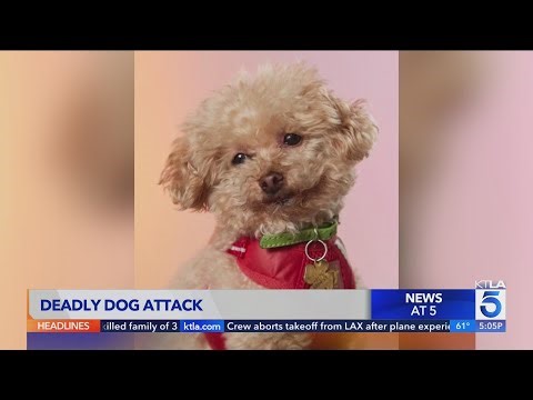 Toy poodle killed by violent dog attack in Santa Monica