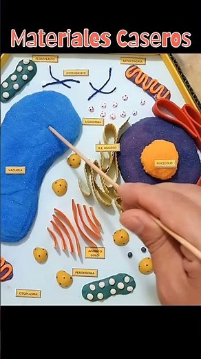 Model of the Plant Cell #artinelcole #schoolmodels