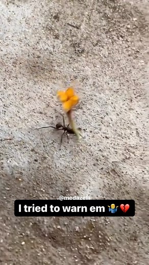 Shi tragic can’t save who don’t wanna be saved 🗣️ hop out da v to da path dat I paved 💯 | Medazelli