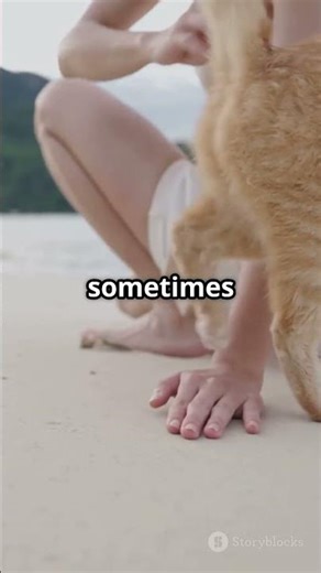 Discovering the Feline Paradise: Cat Island!