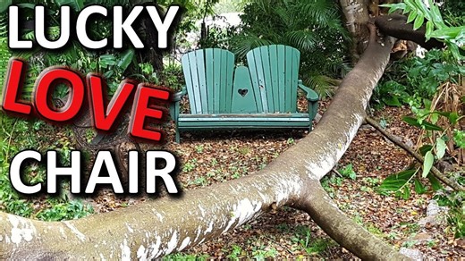Fruit trees crushed by huge ornamental fig - love chair & scooter survives!