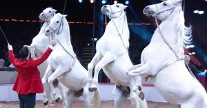 So leben die Pferde im Weihnachts-Circus – Ein Blick hinter die Kulissen