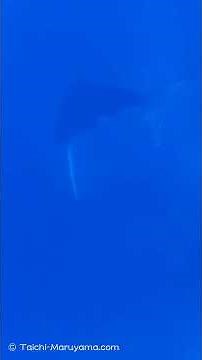 🔊ザトウクジラの歌声！🐳