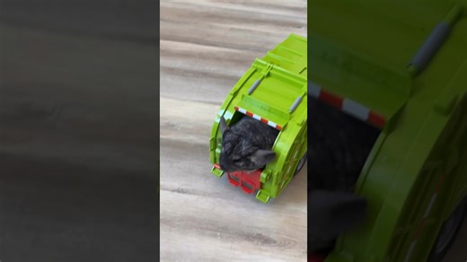 Dumpy dump truck chinchilla @Imthe_annag