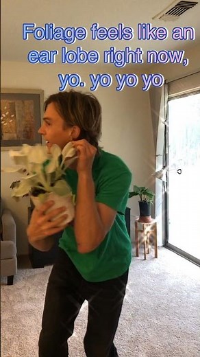 Senecio 'Angel Wings' - New Plant Dance