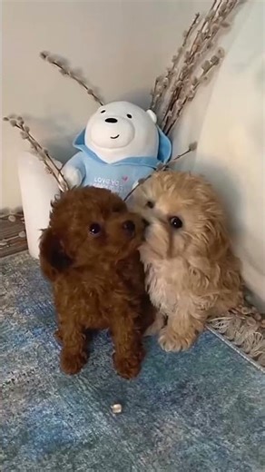 FIND HEALTHY MALTIPOO PUPPIES FOR ADOPTION NEAR ME. #maltipoo #maltipoopuppiesofinstagram #maltipoo