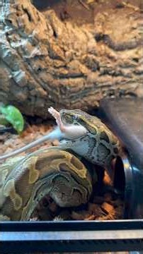 Why Did I Have To Chain Feed My Snake? 🤯🐍 #snake #reptiles #python