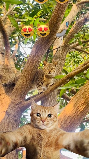 Cat on tree😍 #cat #cutepets