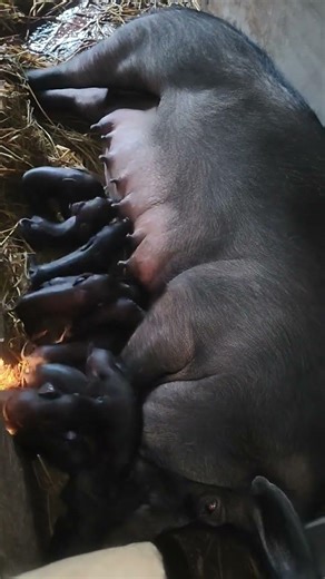 Pig Farmers Keep Striving #pigfeed #animals #farming101 #viral #farming #piggy #automobile #pigs