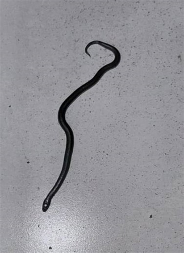 Snake ID please | Facebook