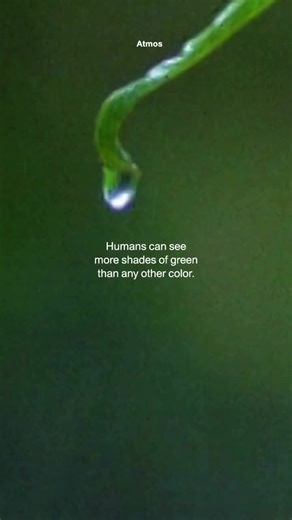 Is green your favorite color? 🌿 There’s a reason it feels so natural. Humans can distinguish more shades of green than any other color, a gift from our ancestors who once relied on it to survive in dense forests. Now, that same ability soothes us. When we see green, our nervous system slows down. Stress fades. Focus returns. It’s nature’s way of reminding us, we belong here. Would you agree that green is the color of calm? #Nature #Wellbeing #Sustainability #CircularNature 📌 PS: Found this ins
