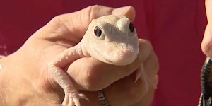 Rare white gator born in Florida | Latest Weather Clips | FOX Weather