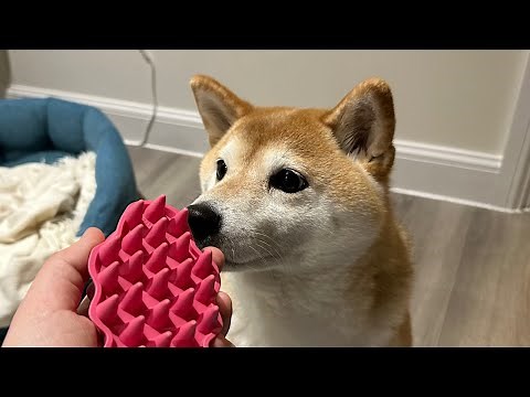 Shiba Grooming in shedding season (🔴 LIVE)