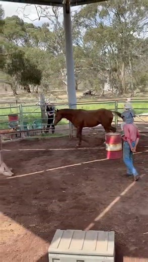 Stallion Arturo's first liberty session with grandson. #warmblood #offthetrack #equusnexus #dressage #liberty #horsetrainer #ethology #jumping #stallion #naturalhorsemanship #showjumping #racehorse # rescuehorse | Equus Nexus