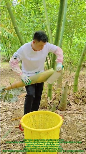 Masterful Bamboo Shoot Processing: Traditional Village Harvesting Skills