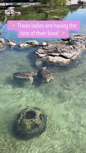 These girls are having fun! 🎤 🎶 Turt and Hank are back at the Coastal Center and they are thriving! Our Animal Care team says they’ve been able to reacquaint them with target feeding and they are using the enrichment devices provided for them — nibbling on lettuce and using the coverings provided in the turtle pool to help with their buoyancy issues. 🌊 🐢 🐠 #floridaoceanographic #treasurecoast #seaturtle #visit #familyfun | Florida Oceanographic Society