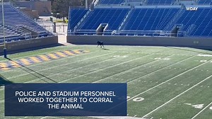 Moose on the loose! A moose was caught on camera running around South Dakota State University’s football stadium. More: https://www.wrtv.com/lifestyle/moose-runs-loose-on-south-dakota-state-universitys-football-field | Scripps National News