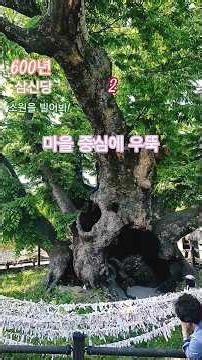 안동여행 하회탈 600년 삼신당 나무 소원빌고 소원성취 하세요.