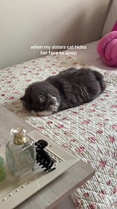 Why Do Cats Cover Their Faces While Sleeping?