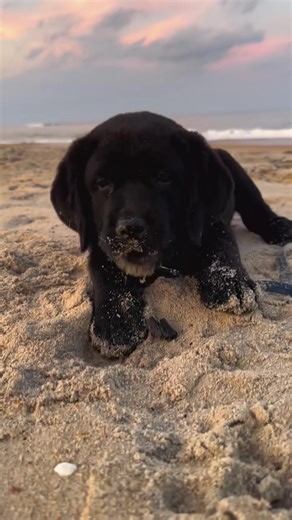 Always chewing on something they shouldn’t be #puppylove #blacklab #puppy #dog #labpuppy