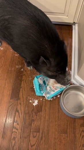 I was a very bad pig this weekend! I didn’t even get to enjoy my reward very long before my maid cleaned it up! 🐽#sugarsnout #bakingwithmable #mablethemischievouspig #lifewithatoddler #housepig | Mable the Mini Pig