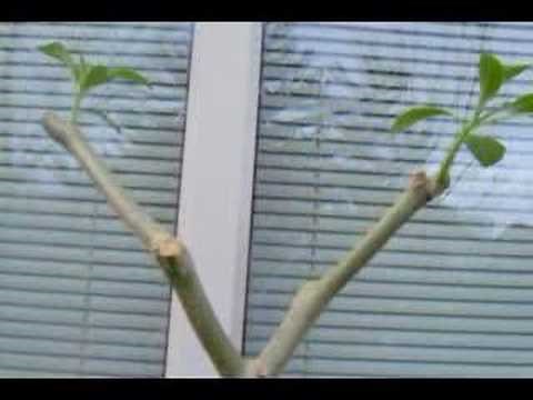 How to cut a Brugmansia.
