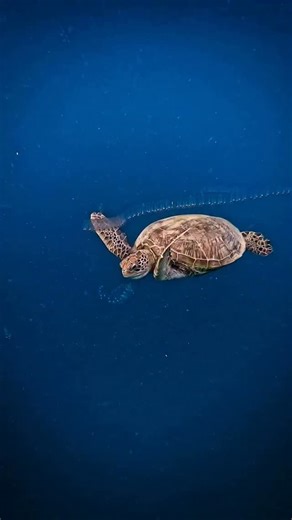a tasty snack. These see through creatures are called salps. They float through the water filtering tiny plankton, and for young green sea turtles like this one, they’re an easy, energy rich meal. 🎥 Master Reef Guide Steven @i.am.animal 📍 @heronisland #greatbarrierreef #turtle #wildlife #lovethereef #oceanlife | Master Reef Guides