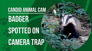 Did you know that Eurasian badgers and red foxes are often seen living together in isolated sections of large burrows? This relationship is mutualistic, meaning that each species benefits from the interaction in some way. Foxes provide badgers with food scraps, while badgers keep the shared burrow clean. Special thanks to Sian Green for sharing this footage with us. Sian Green is a PhD candidate at Durham University working with the citizen science project ‘MammalWeb’ (www.mammalweb.org), which 