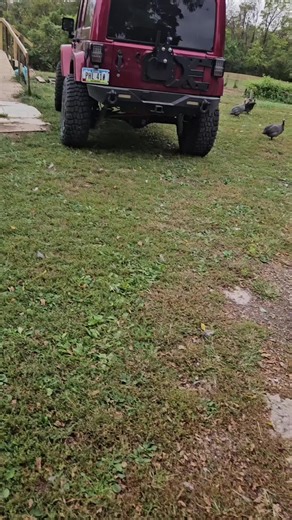 I love chickens! | chickens