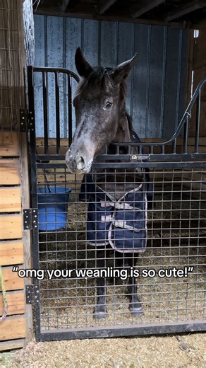 Understanding Weanling Horses and Their Care