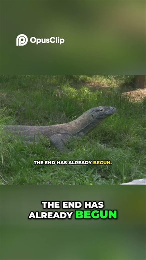 Komodo Dragon One Bite, Perfect Killing Machine