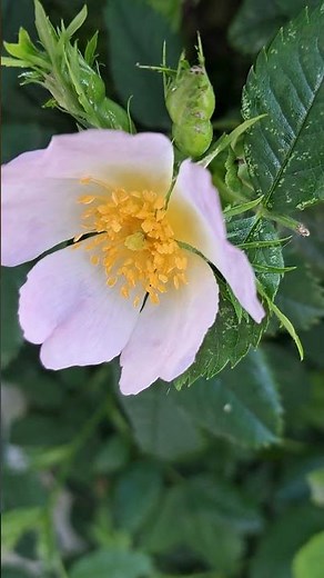 A closer look at this stunning white rose #gardening #flowers #shorts