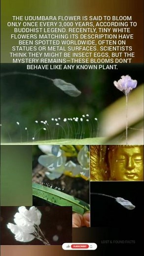 "Udumbara Flower: The Mysterious Bloom That Appears Once Every 3000 Years!"
